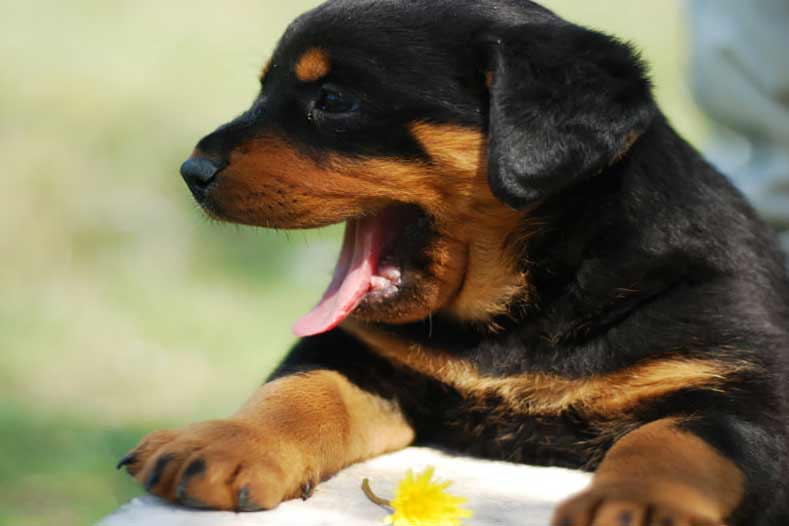Kennel Cough What is Kennel Cough in Dogs?