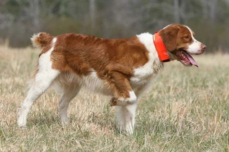 Pointing Breed Field Trials American Kennel Club