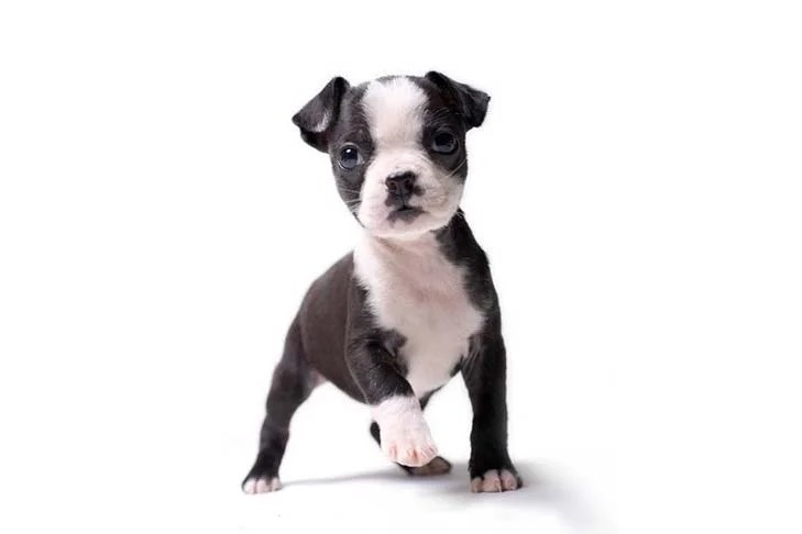 Boston Terrier (Bostie) Puppies For Sale - Akc Puppyfinder
