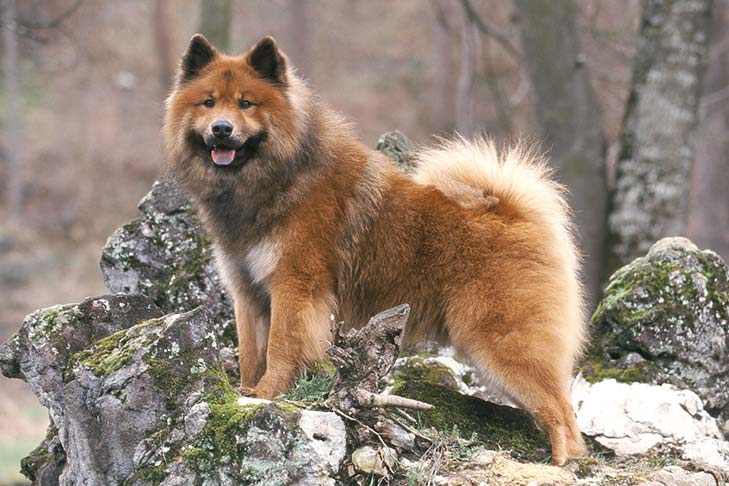 Eurasier Puppies For Sale Ontario Assemblystatelegislatures