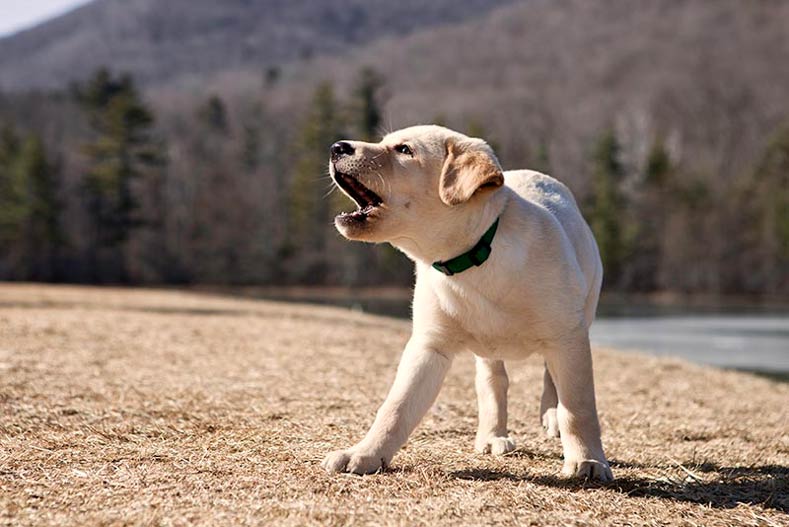 How to Stop a Dog from Barking AKC Expert Tips