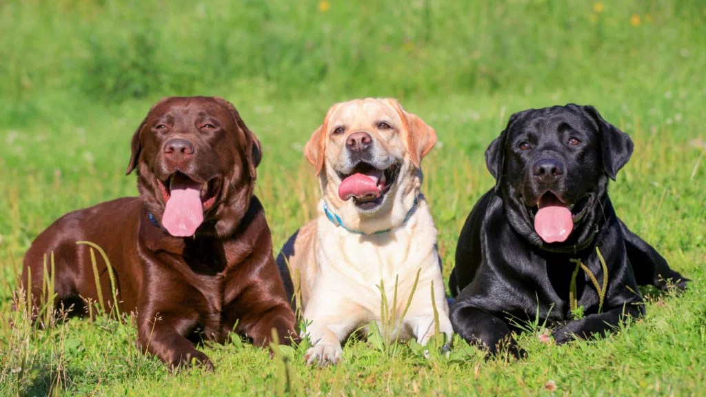 Are Yellow Labs Good Apartment Dogs
