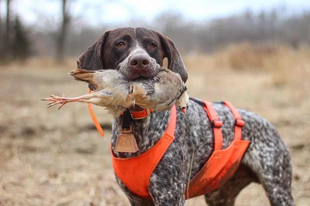 10 German Shorthaired Pointer Facts American Kennel Club