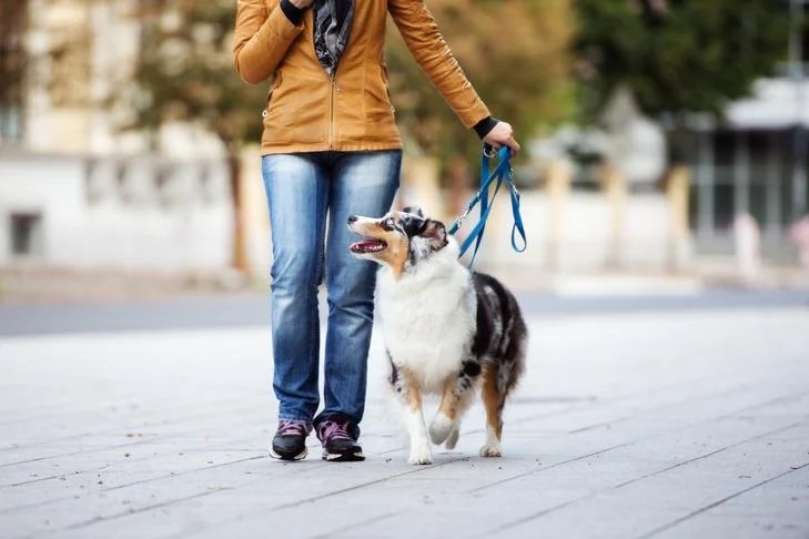 Distractions Training Your Dog To Ignore Distractions In