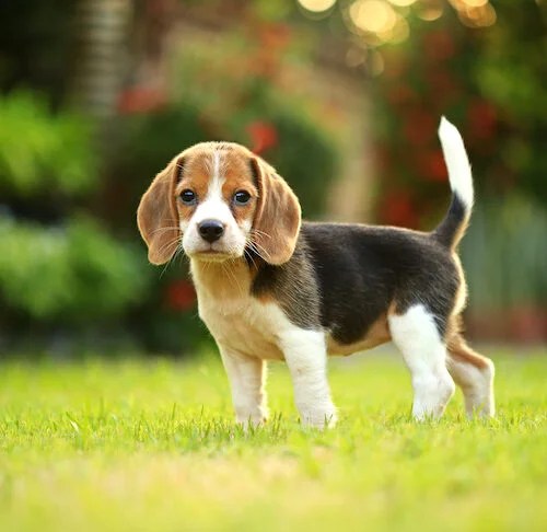 Beagle Puppy Training Timeline: How To Train & Raise A Beagle