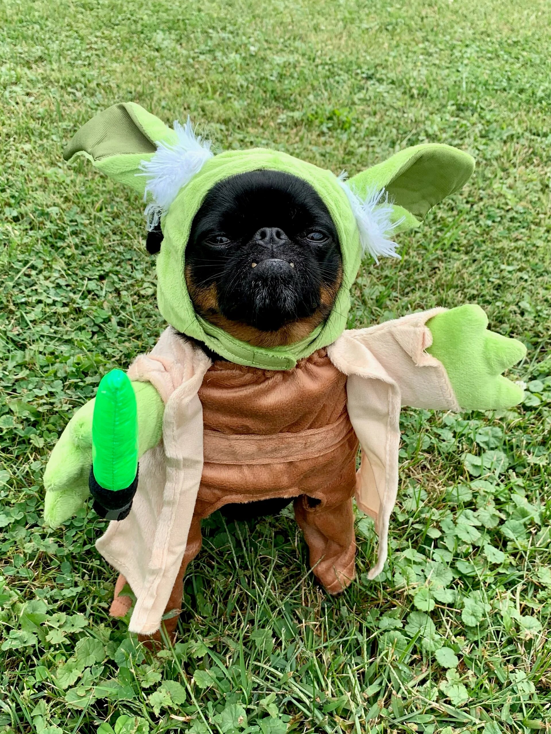 We Tried Dog Halloween Costumes From Chewy, These Are The Best Ones
