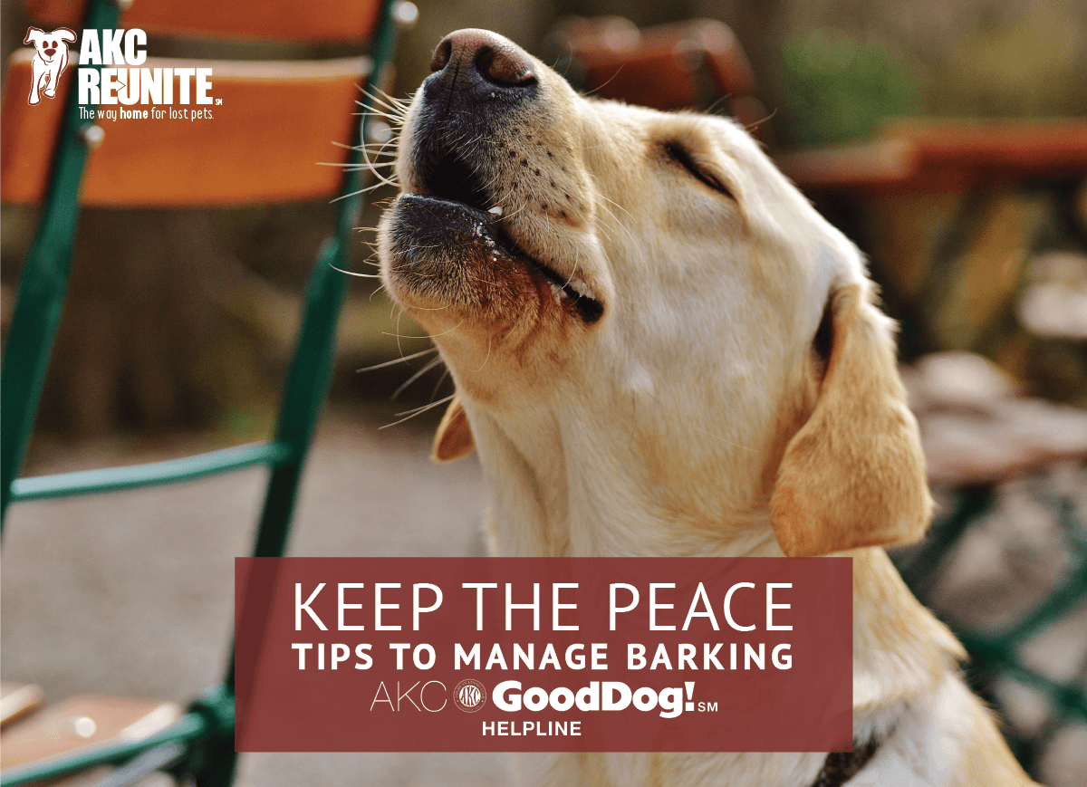 What Happens When A Dog Loses His Bark