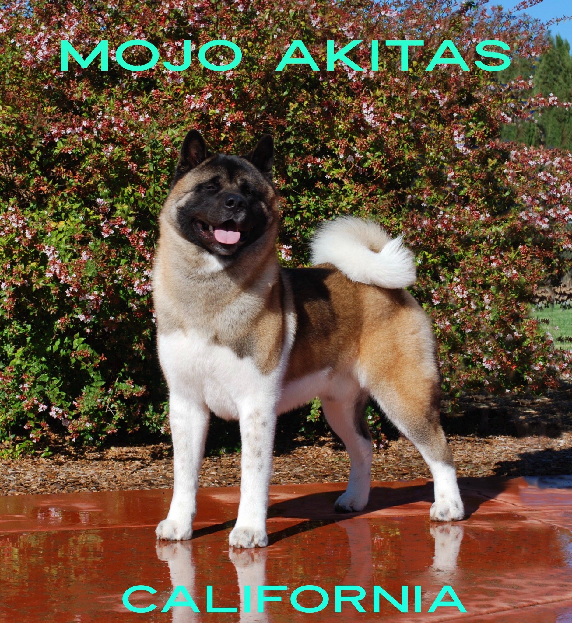 Breeder By Location List Akita Club of America