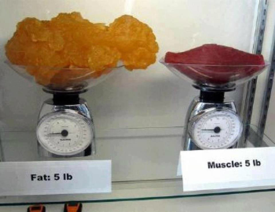 1kg De Gras Vs 1kg De Muscle Communauté MCMS