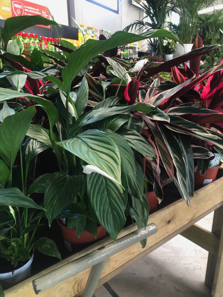 Día mundial de las plantas de interior Ala30