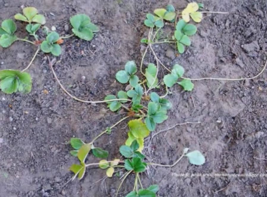 التكاثر الخضري