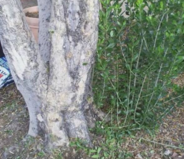 التكاثر الخضري