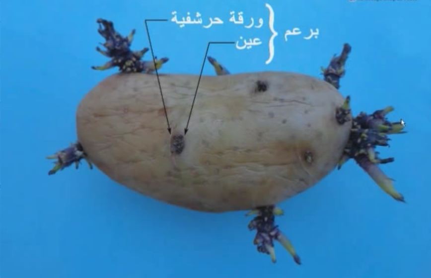 التكاثر الخضري