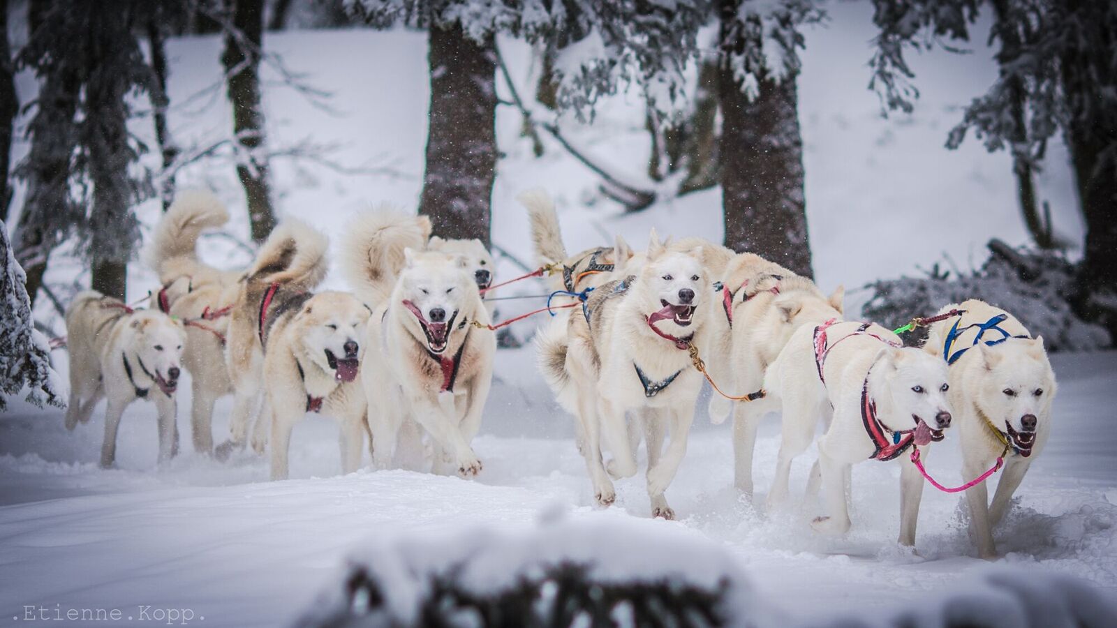 Chien de traineaux a quebec. On A Fait Un Bapteme De Chien De Traineau Au Ballon D Alsace A La Conquete De L Est