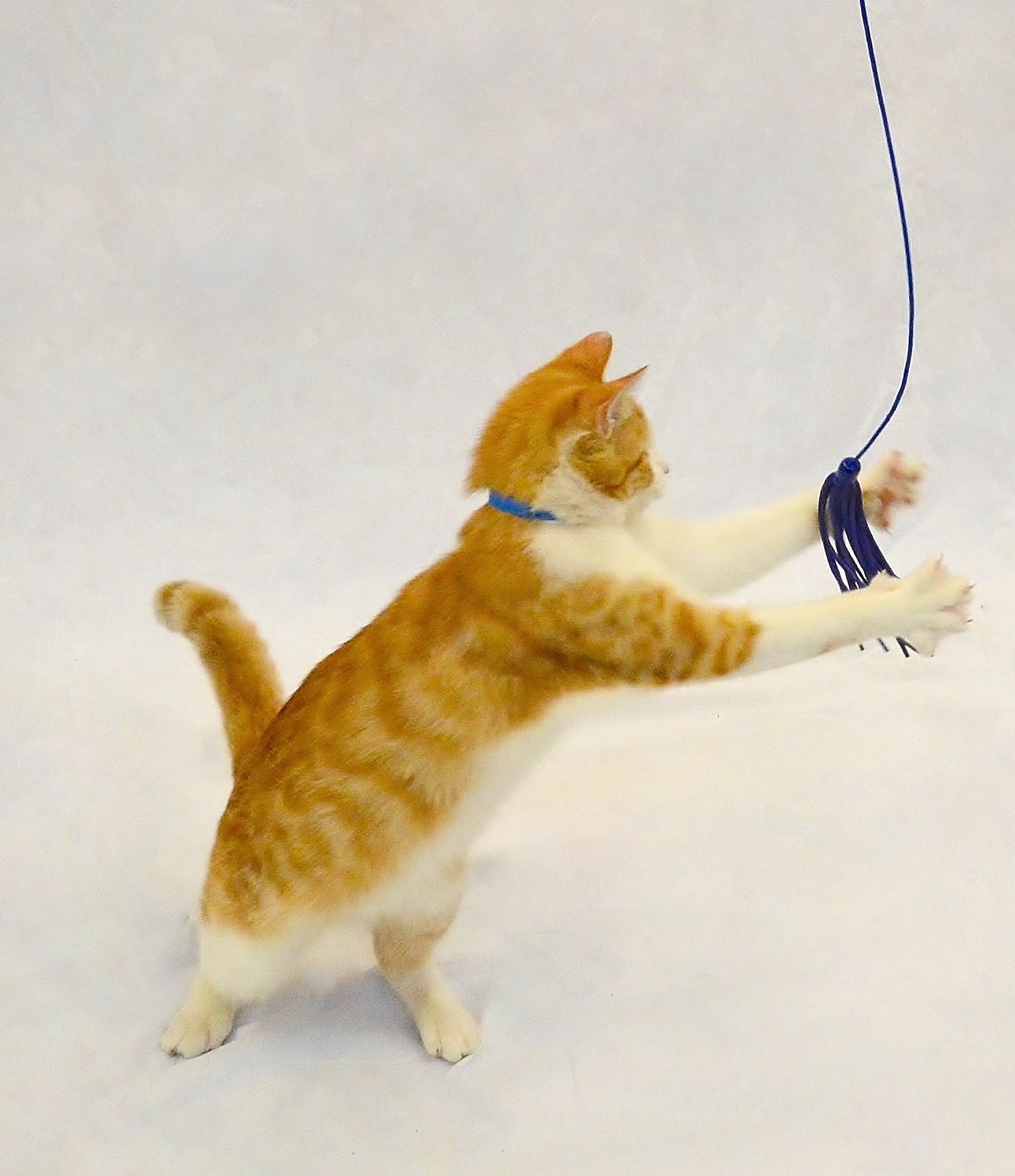 Playing with Declawed Cats, Alana Stevenson, MS