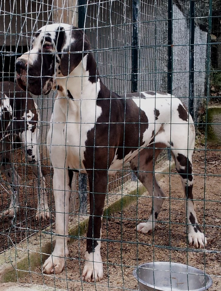 Alani dell'Alto feudo LANG_TITLE_DEFAULT