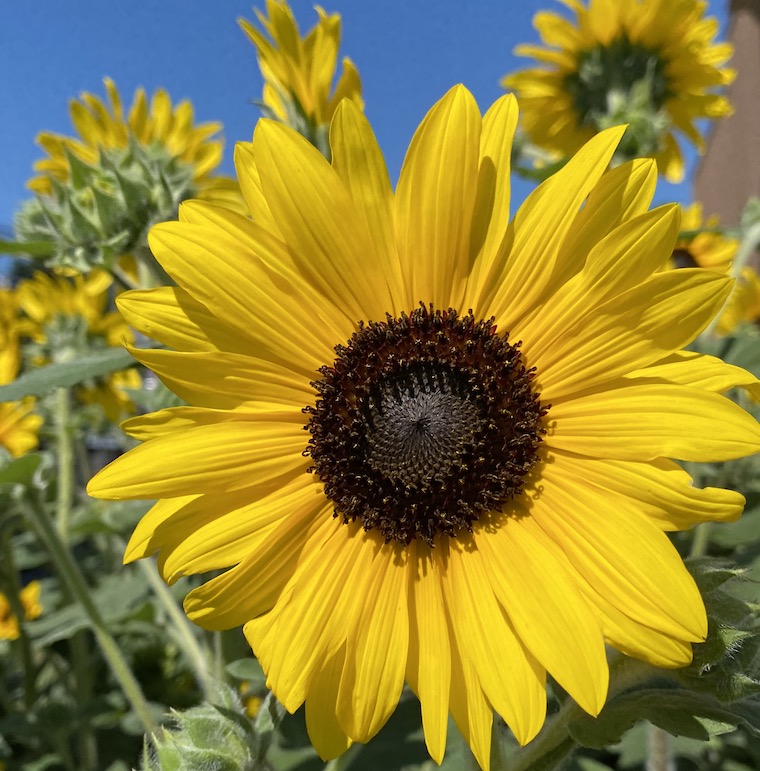 Sunflower Splendor Alan Ilagan