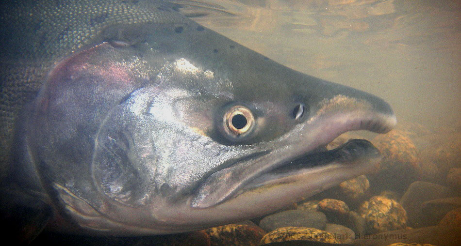 Meet the Fish Pink Salmon Alaska Fly Fishing Goods