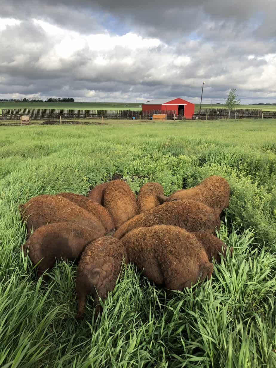 Christina Stender Eh Farms Pork, Poultry & Other Proteins Alberta