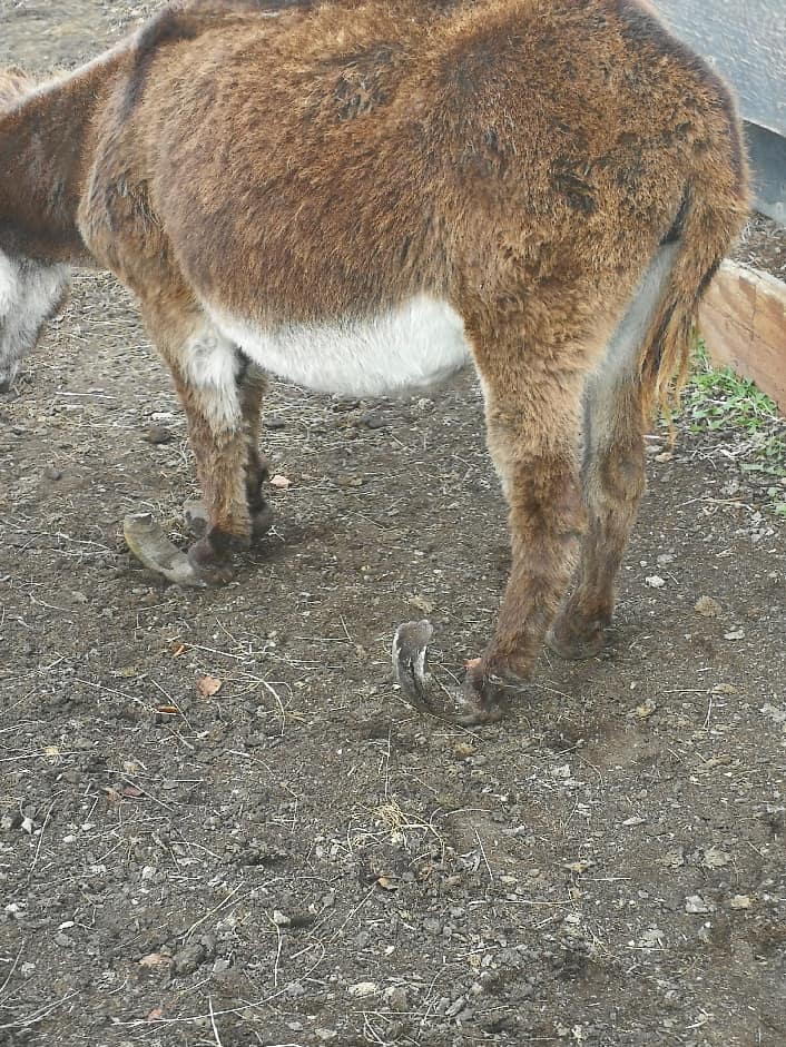 Poorly Maintained Hooves Alberta SPCA
