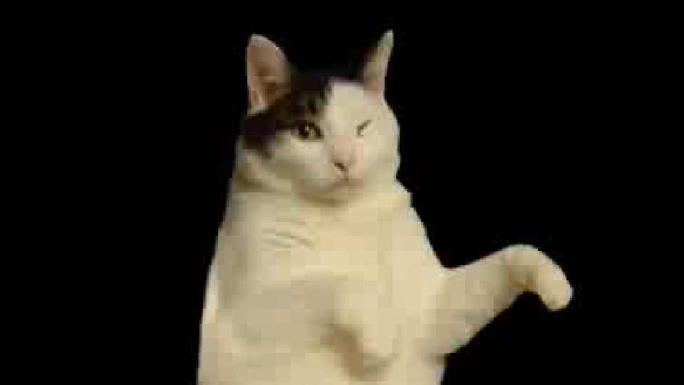 Kitty Cat Dance Flash Videos