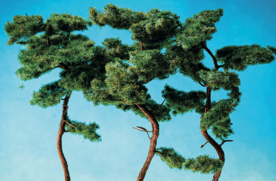 Pine Tree Albion Hobbies