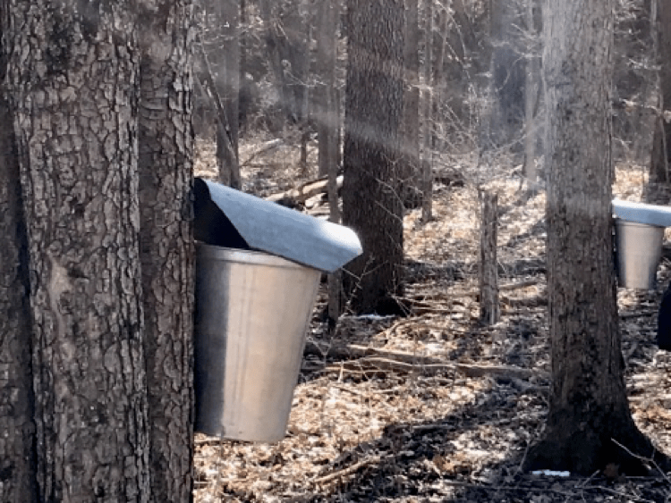 How To Get Maple Syrup From A Tree Sugar and black maples are best, but red maples, silver