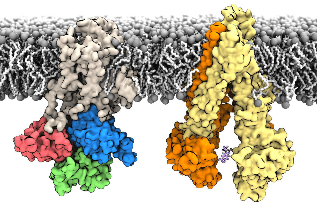Free Energy Landscapes of Membrane Transport Proteins Argonne