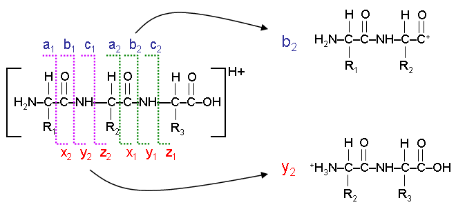 Peptide Sequence Fragmentation Modelling