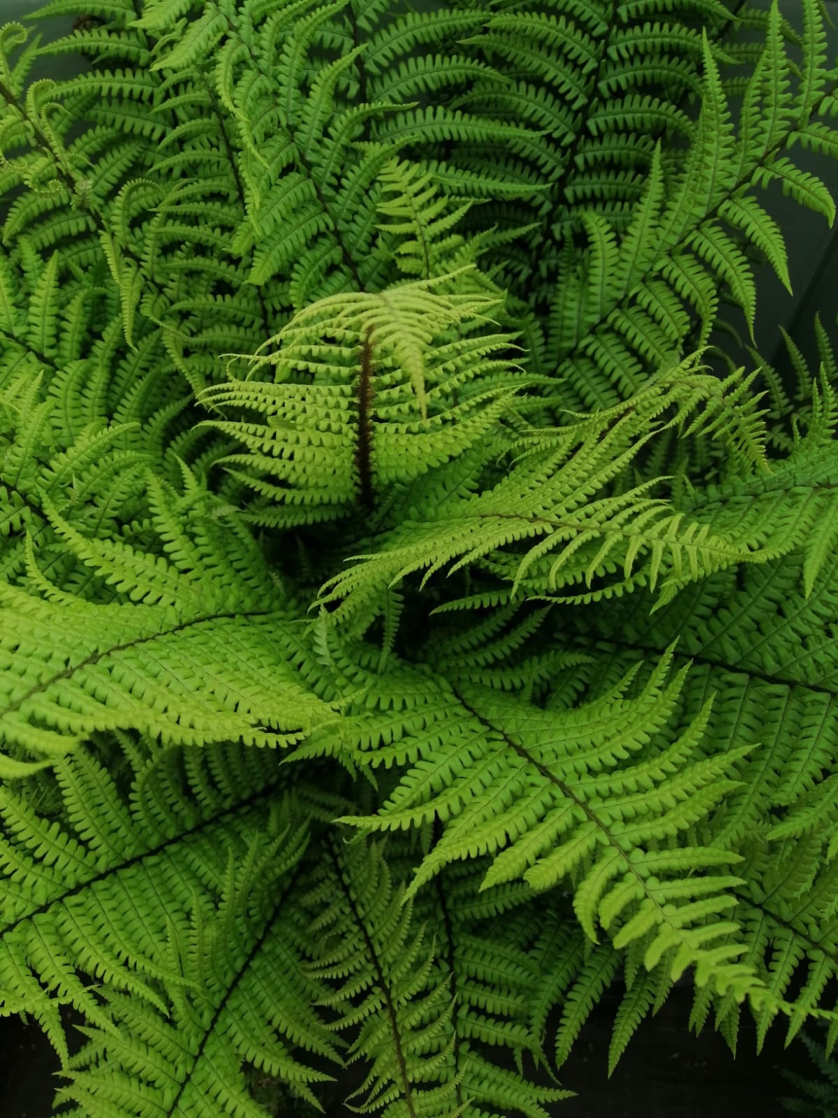 Dryopteris affinis Alchemy Ferns York
