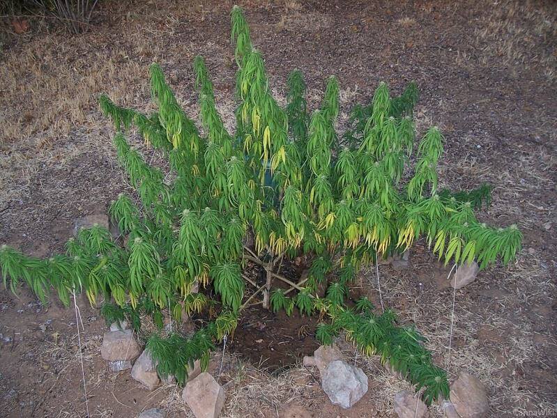 Cómo regar correctamente las plantas de marihuana Blog