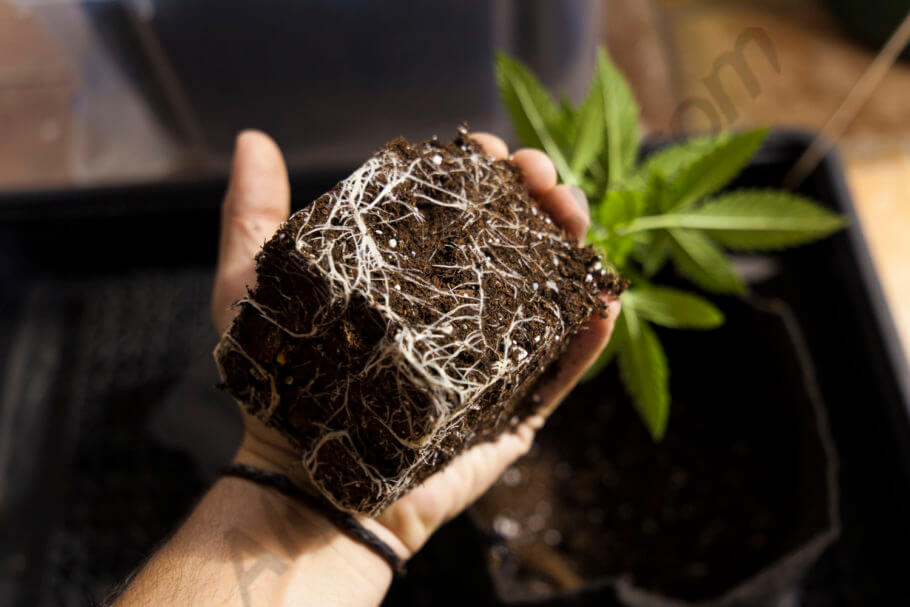 Las raíces de las plantas de marihuana Alchimiaweb