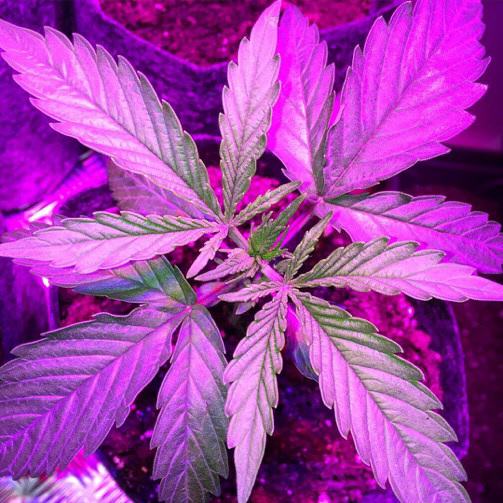 Grow report of Zombie Kush Alchimia Grow Shop
