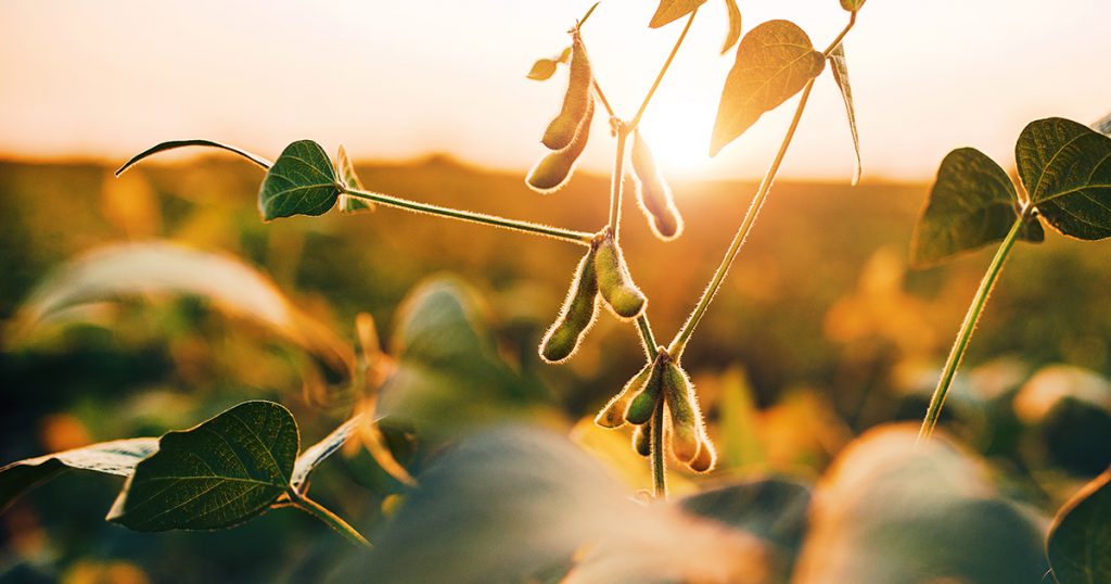 Seed Solutions Choosing the Right Seed for High Yields ALCIVIA