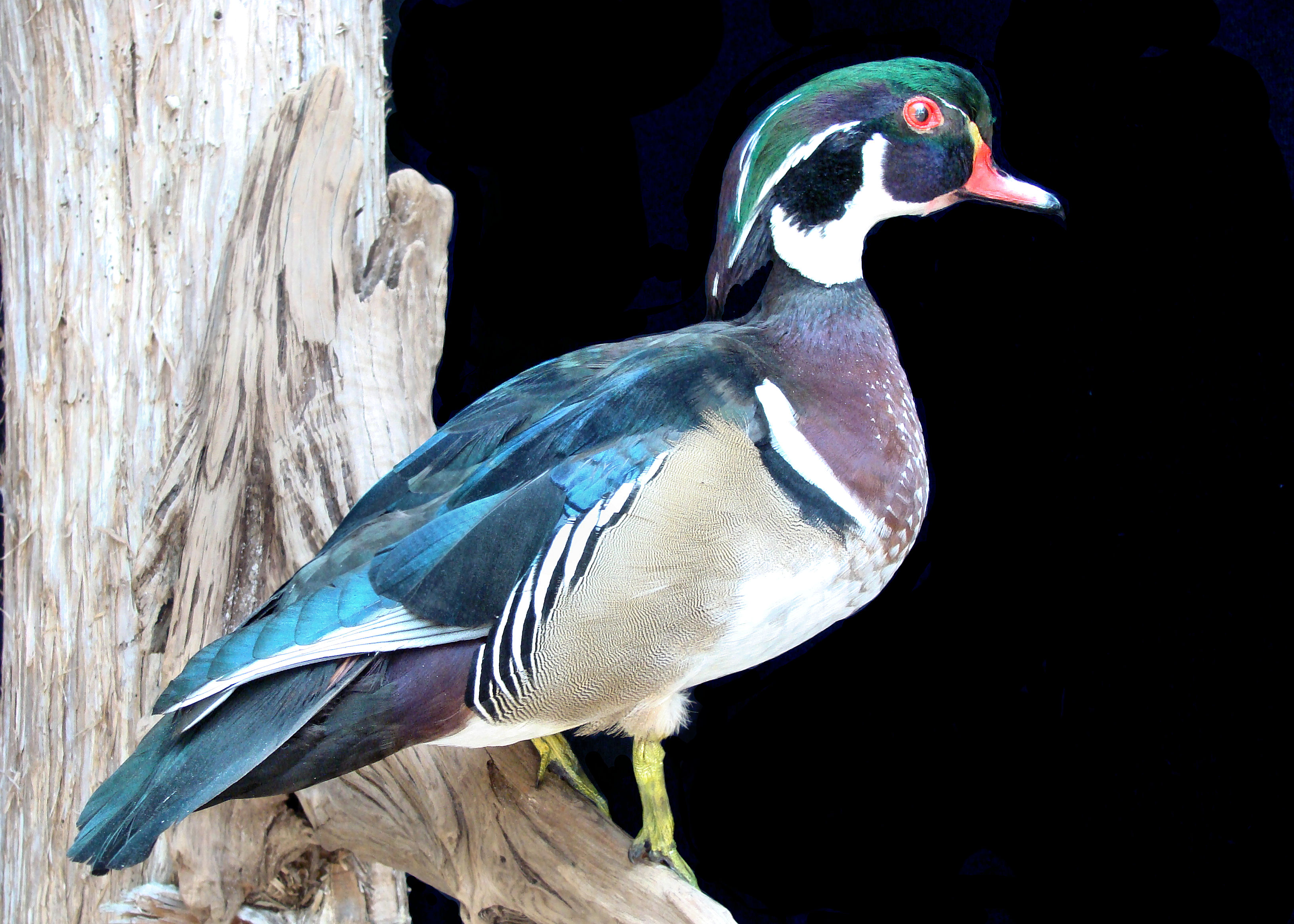 GalleryWaterfowl