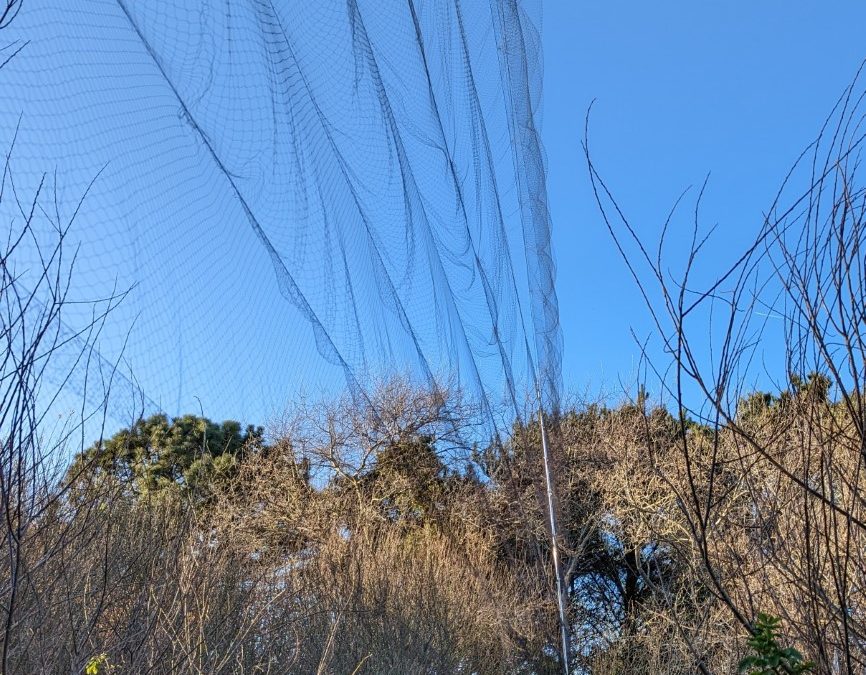 Mist nets Alderney Bird Observatory