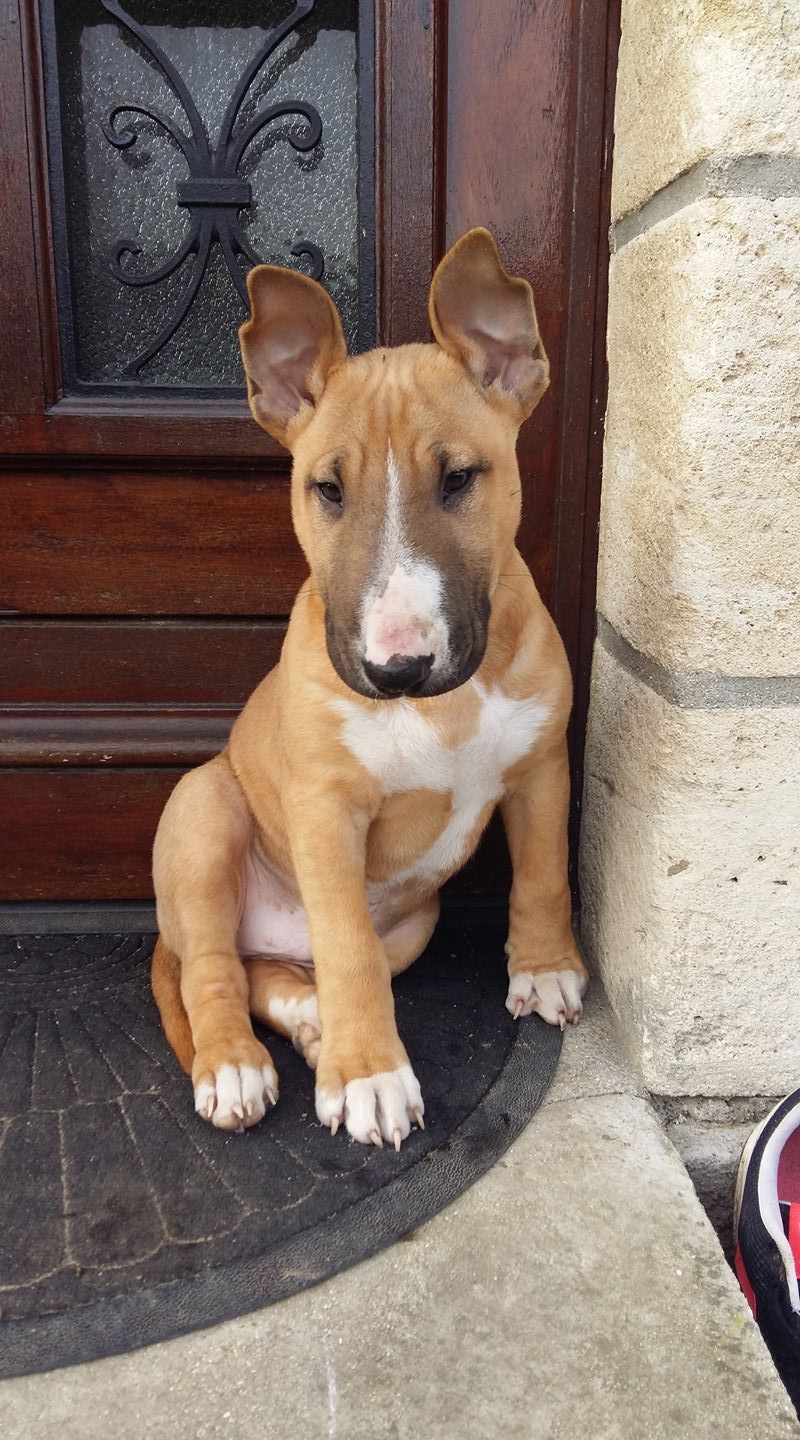 Bull Terrier A Donner Thisisourland