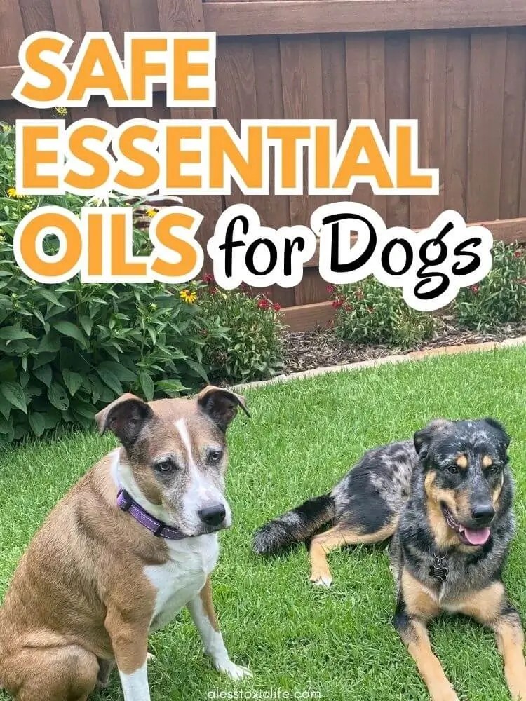 What Essential Oils Are Bad For Dogs?A Less Toxic Life