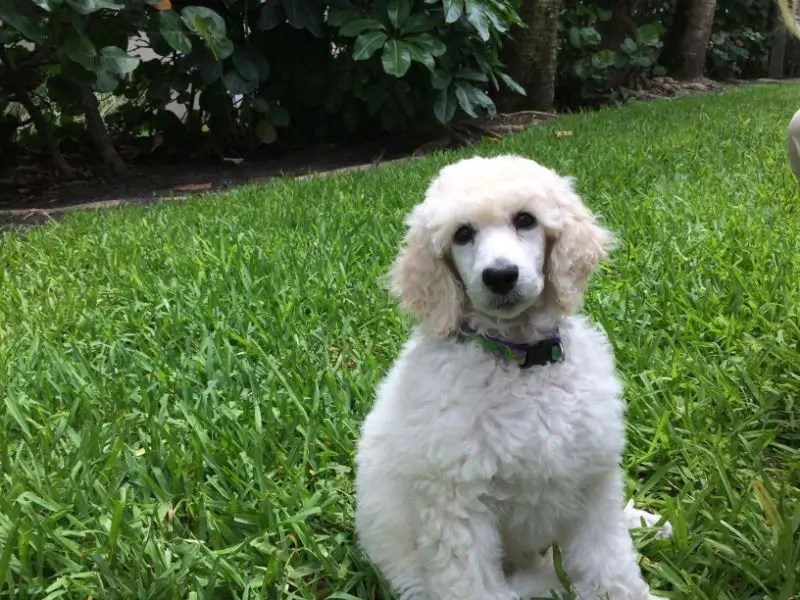 What Essential Oils Are Bad For Dogs?A Less Toxic Life