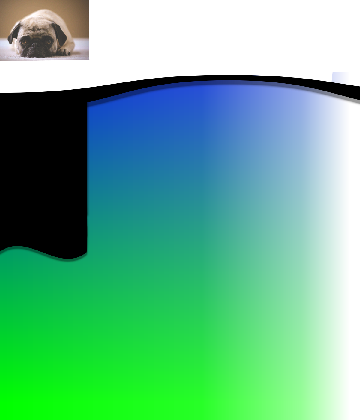 Services Alexander's Carpet Cleaning Blue Springs Mo