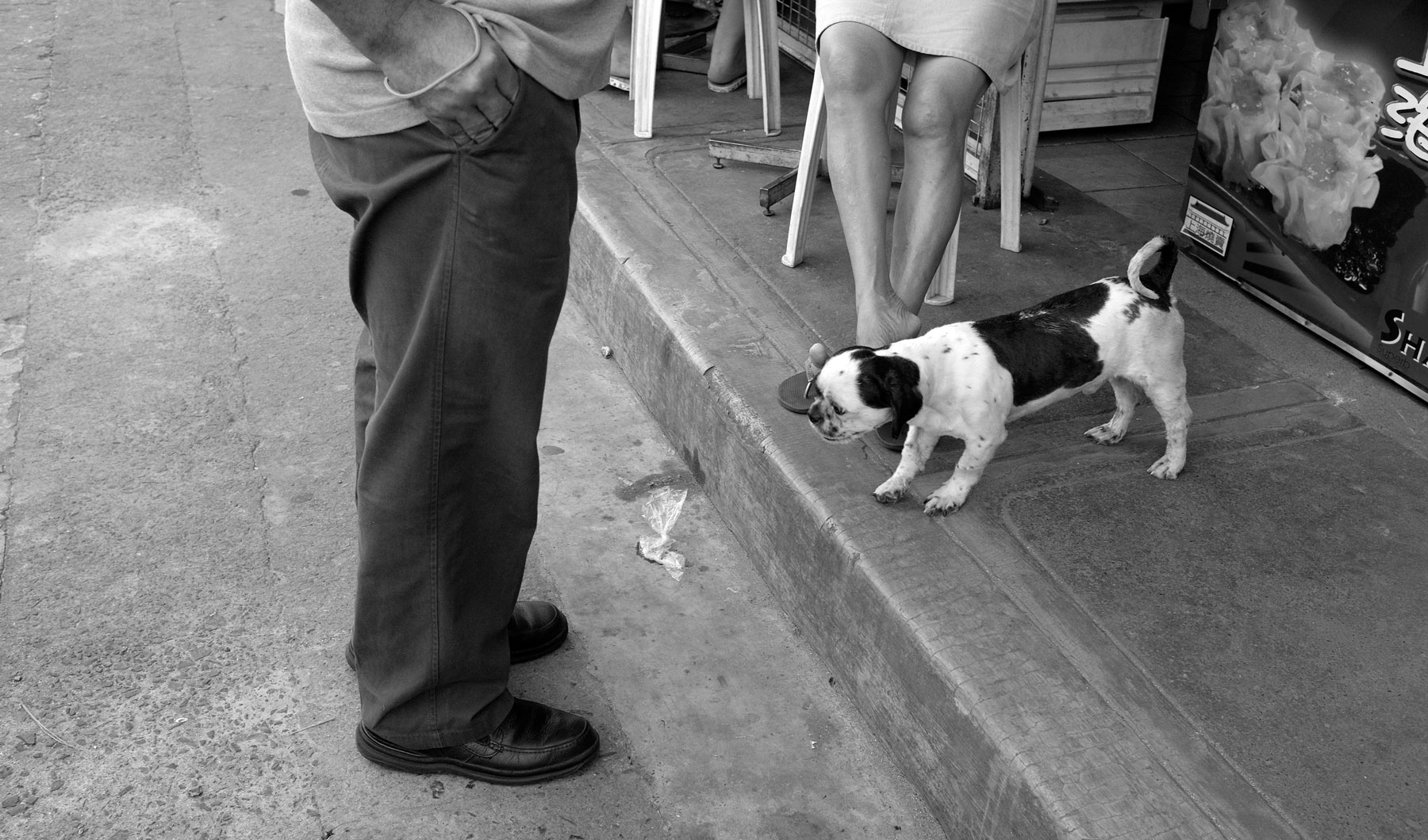 Street Dogs of Manila Alexandra Paredes