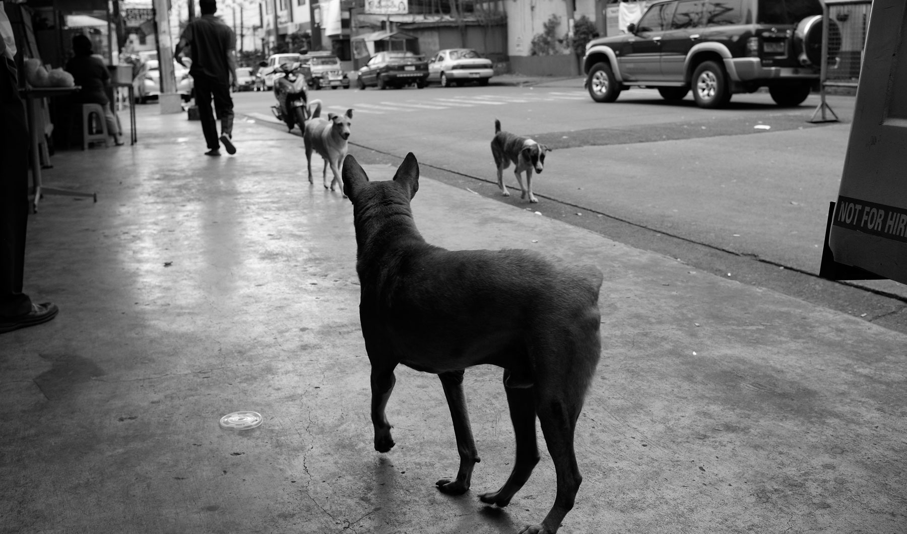 Street Dogs of Manila Alexandra Paredes