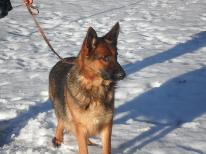 Montana German Shepherd Puppies For Sale MT German Shepherd Dogs For Sale