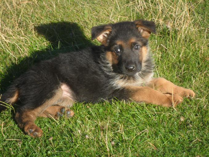 Montana German Shepherd Puppies For Sale MT German Shepherd Dogs For Sale