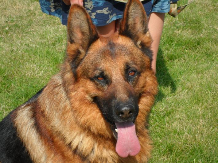 Montana Siberian Kittens For Sale Alfa Siberian Cattery/ Exotic