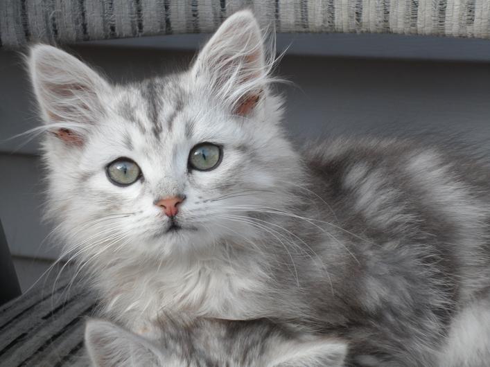 Hypoallergenic Cats For Sale Images & Pictures Becuo