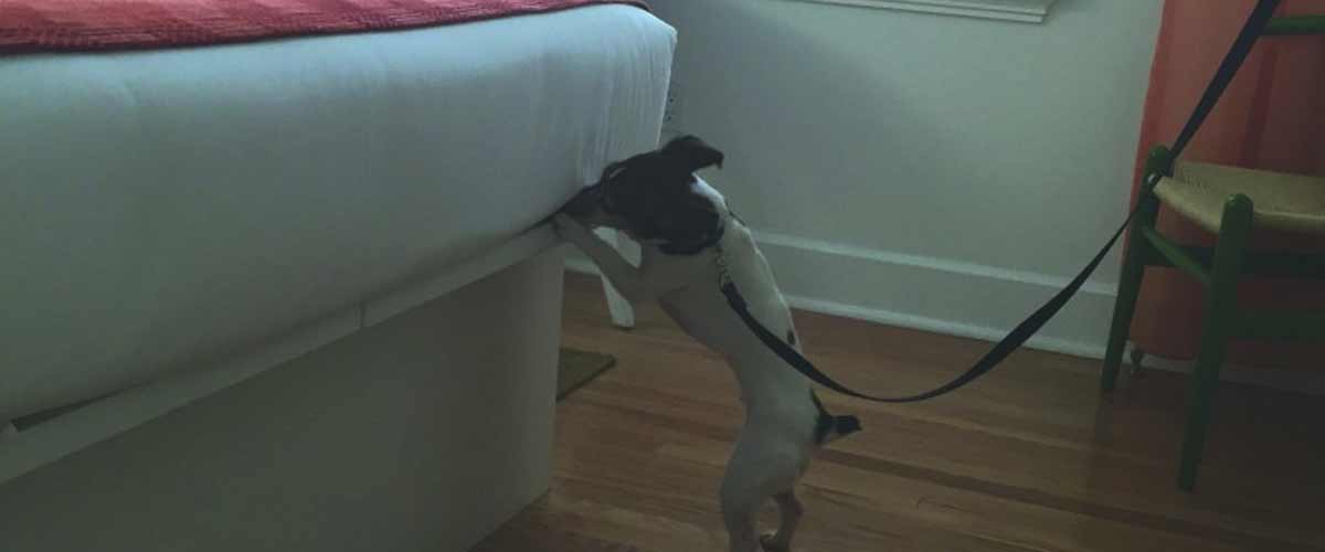 1 Best Pest Control Company Miami Florida FL