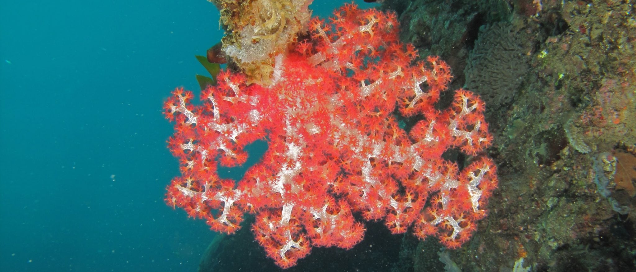Carnation Corals in the Home Aquarium N.P.S. Coral Care AlgaeBarn