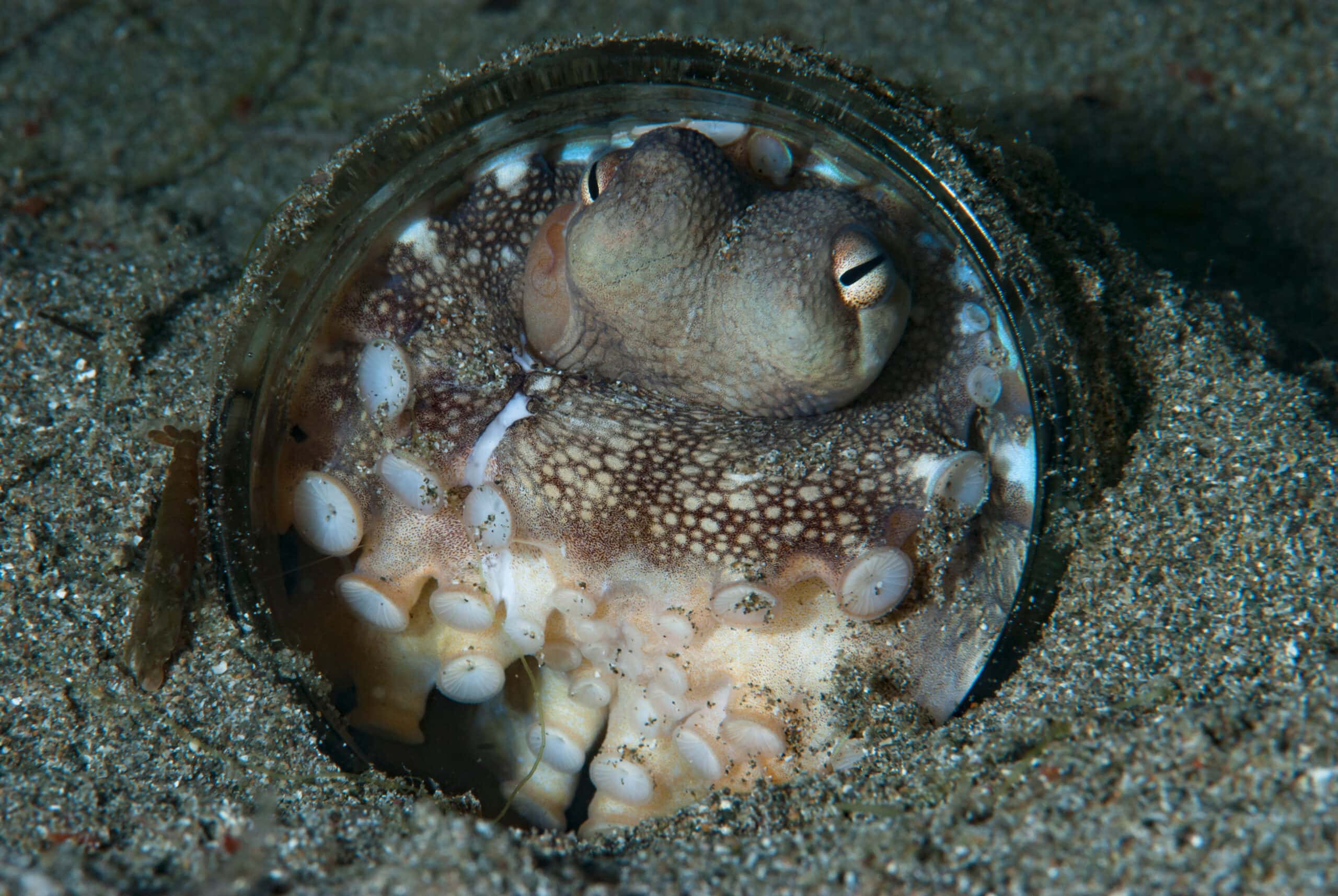 AlgaeBarn is celebrating the octopus! Other AlgaeBarn