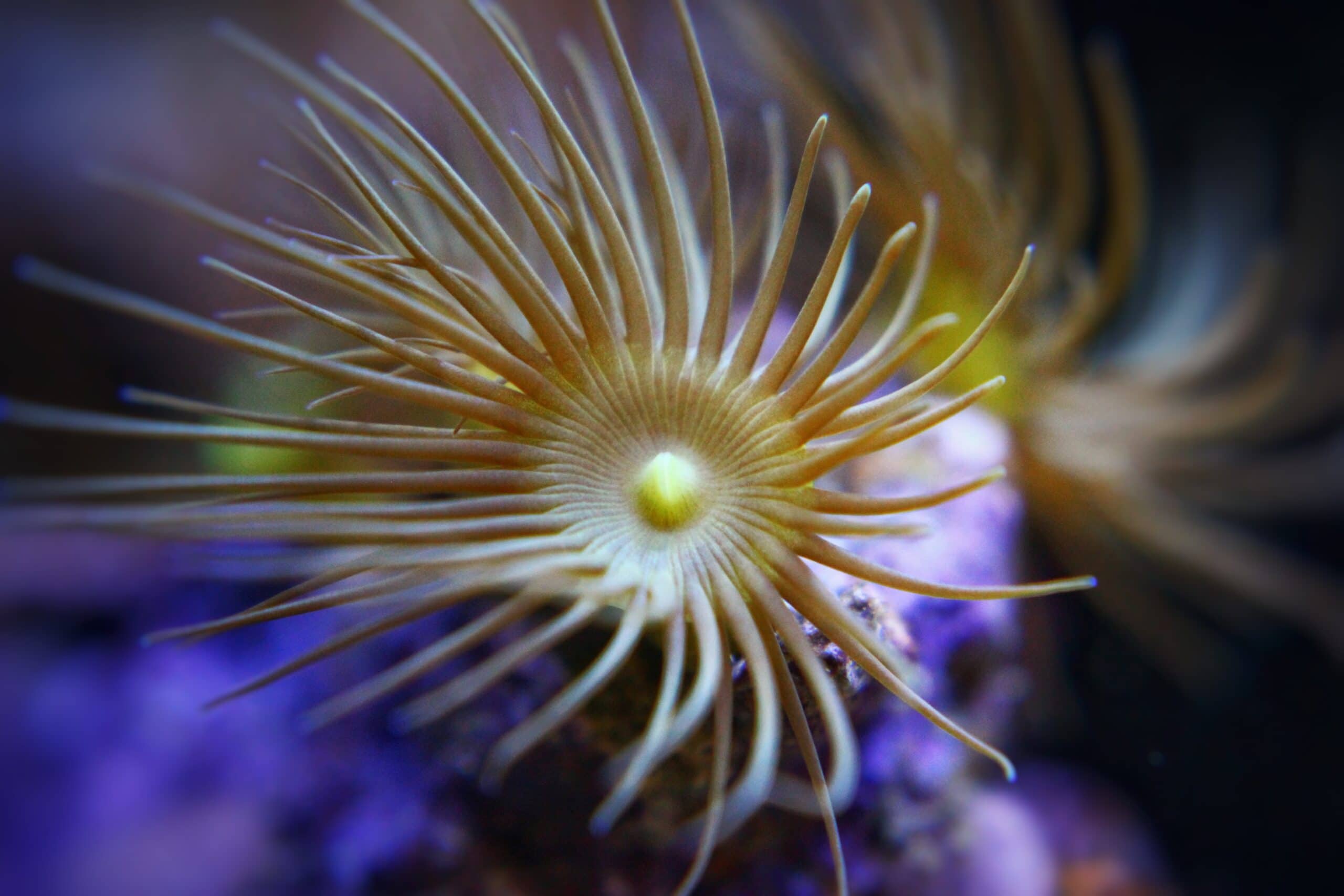 Keeping Zoanthids Happy Coral Care AlgaeBarn